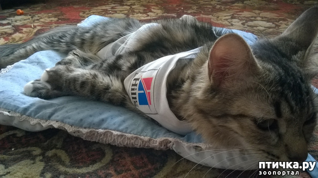 ���� 3: ���������. ������������ - ����������� � �����������.