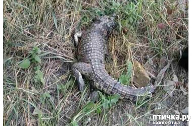 фото 1: Возле школы в Симферополе обнаружили живого крокодила