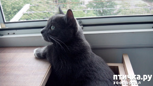 фотография: Постелька для Мурчика фото: Постелька для Мурчика