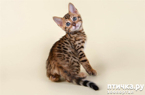 фотография: Маленькая кусачка по имени Листвичка метис безпородной и бенгала КАК ОТУЧИТЬ КУСАТЬСЯ фото: Маленькая кусачка по имени Листвичка метис безпородной и бенгала КАК ОТУЧИТЬ КУСАТЬСЯ