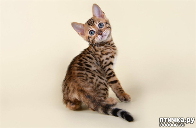 ���� 1: ��������� ������� �� ����� ��������� ����� ����������� � ������� ��� ������� ��������