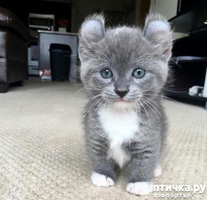 ����: �������������� ����� ��������