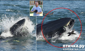 ����: ��� ��������� �������: �� ���� ����������� ����� �� �����������