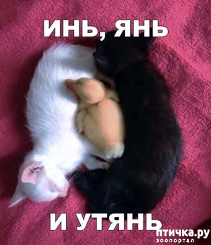 ����: ��� � ���