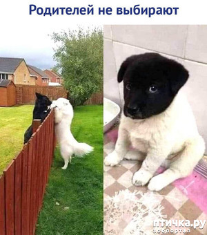 ����: ��������� �� ��������