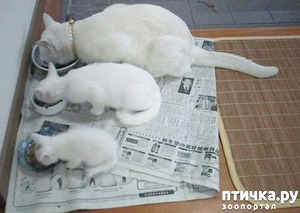 ����: "����������� �� ���, ����� �����"