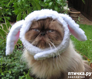 ����: ���������