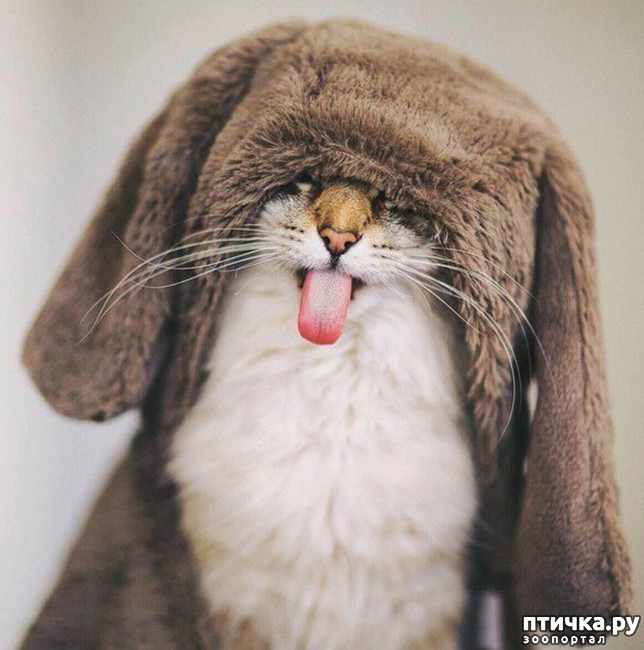 ���� 29: ���������