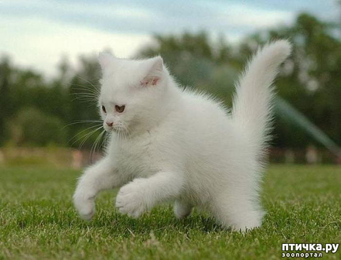 Везде все бело бело. Кошка белая. Белый котенок. Белый пушистый котенок. Белая пушистая кошка.