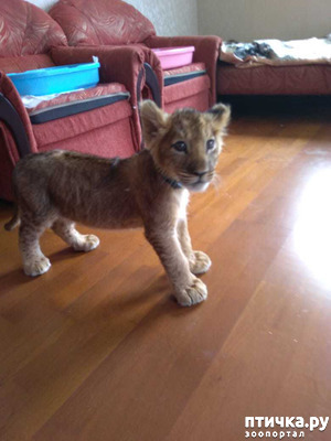 ����: ���.