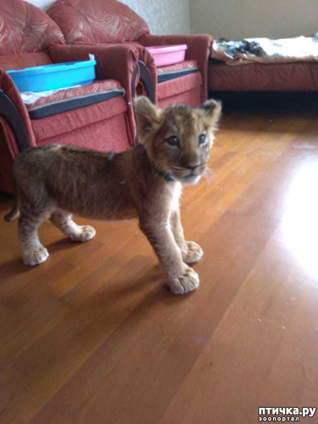 ���� 1: ���.