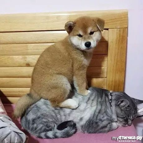 ���� 2: ��� �� ���� �������, ��� ��� � �������)