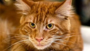 ����: #���� ��� ����, � ���� ��� ����