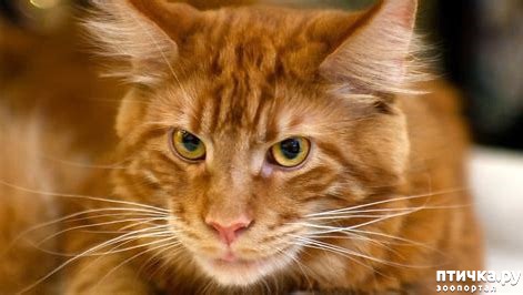 ���� 1: #���� ��� ����, � ���� ��� ����