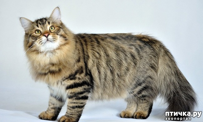 ���� 7: #��� ���, �������� ����� � �������