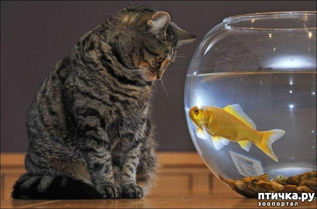 ���� 3: #��� ���, �������� ����� � �������