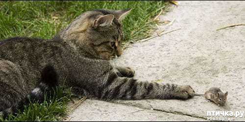 ���� 4: #��� ���, �������� ����� � �������