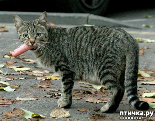 ���� 5: #��� ���, �������� ����� � �������