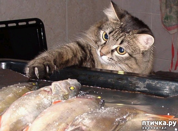 ���� 6: #��� ���, �������� ����� � �������