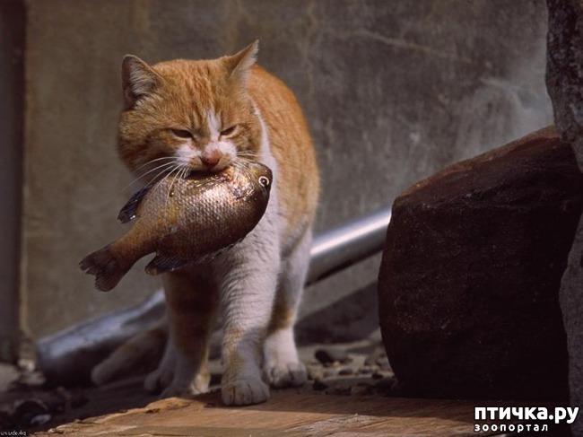 ���� 4: #���� ��� ����, � ���� ��� ����