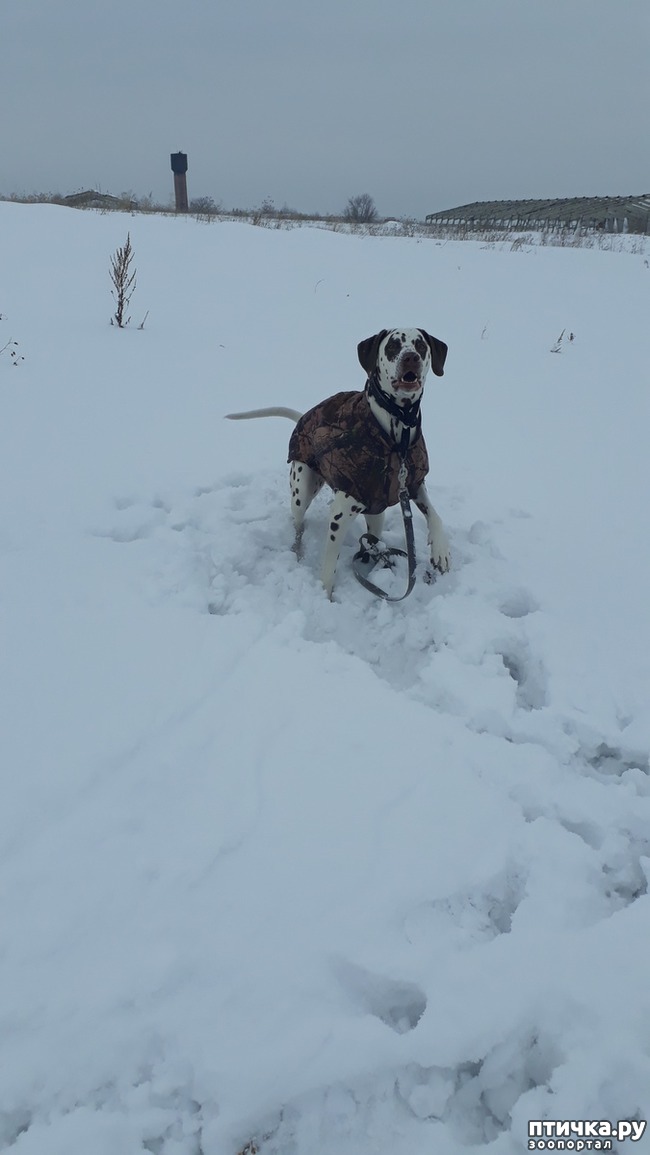 ���� 1: �����, ����� �� �����, ������� ������)))