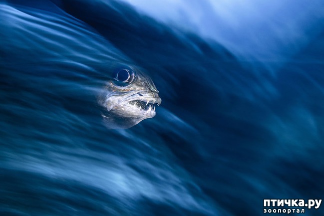 ���� 4: ������������ ������ ������� ����������