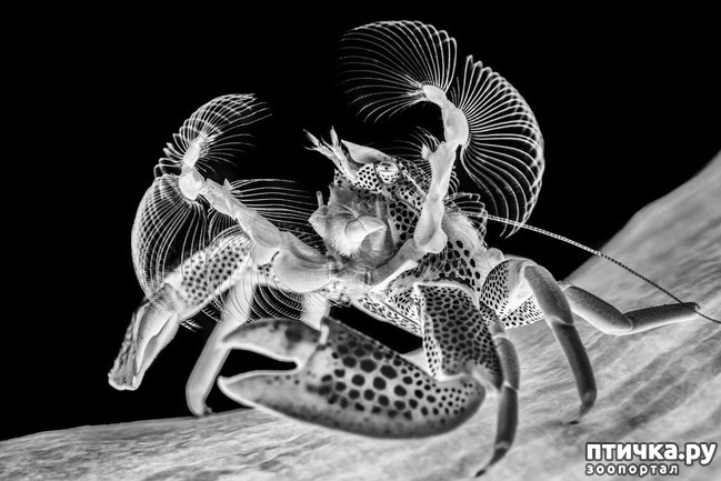 ���� 11: ������������ ������ ������� ����������