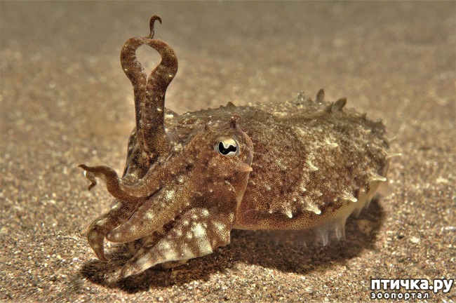 ���� 13: ������������ ������ ������� ����������