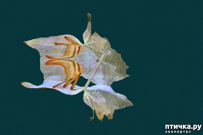 ���� 19: ������������ ������ ������� ����������