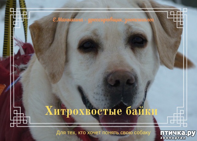 фото 1: ТРОЛЛЬ УШАСТЫЙ.