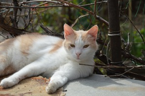 ����: ������������ � ��������� ���������. �����������.