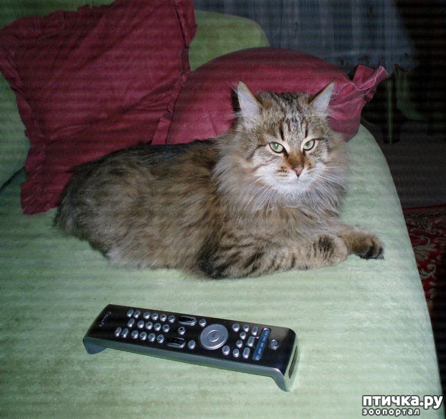 ���� 1: #��� � ���������