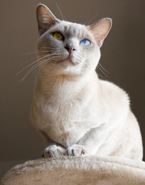 ���� 1: # ��� �� ����� ������