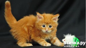 ����: # ����� �������... �����������