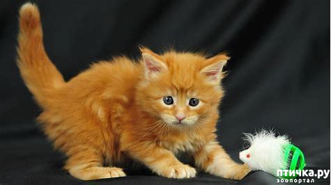 ���� 1: # ����� �������... �����������