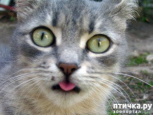 ����: ������������ � ��������� ��������. ������� ������