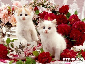 ����: ������������!