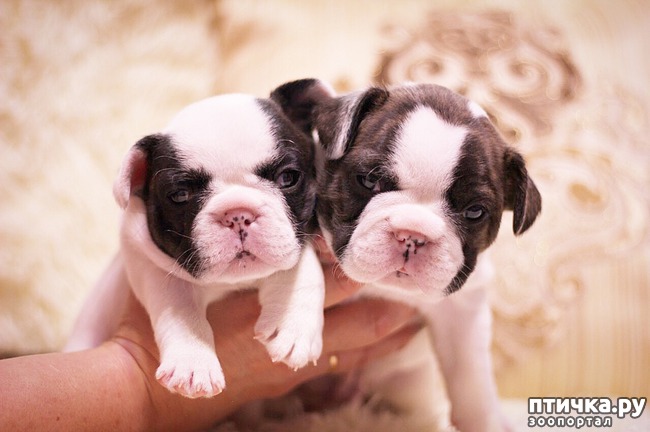 ���� 2: �������������� ����� ������������ ��������