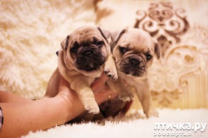 ����: �������������� ����� ������������ ��������