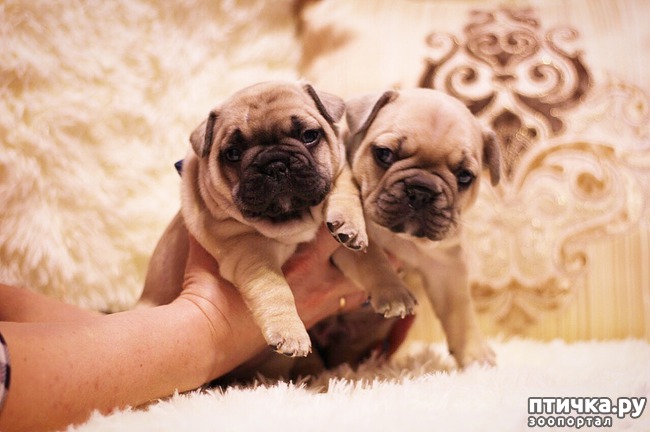 ���� 1: �������������� ����� ������������ ��������