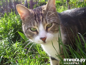 ����: ������������ � ��������� ���������. ������� ��������