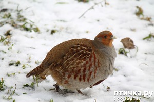 ����: ��������� � ����� ���������