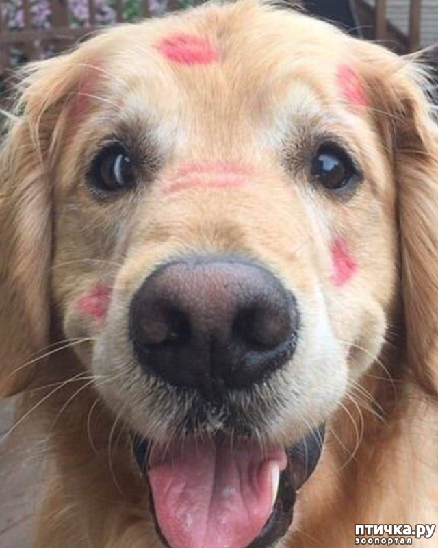 ���� 1: ������������ ��������, �o��p�� ���� �o���� oc�a����� �a ���o����