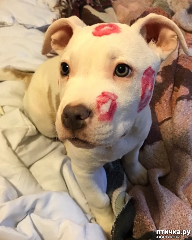 ���� 2: ������������ ��������, �o��p�� ���� �o���� oc�a����� �a ���o����