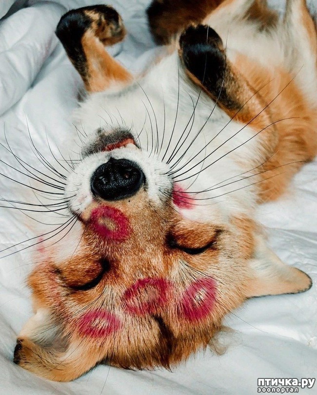 ���� 3: ������������ ��������, �o��p�� ���� �o���� oc�a����� �a ���o����