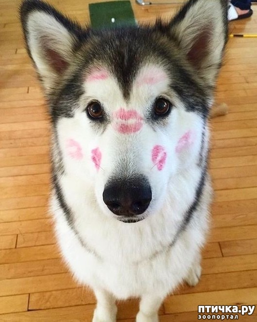 ���� 4: ������������ ��������, �o��p�� ���� �o���� oc�a����� �a ���o����