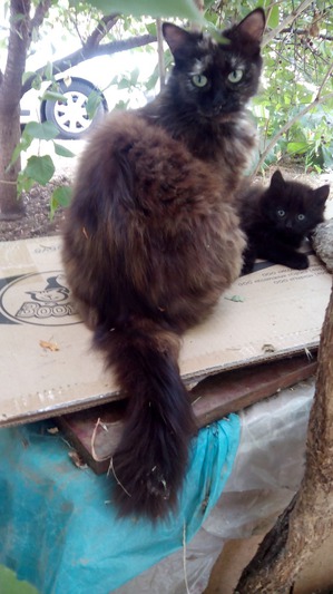 ����: �������� ��������