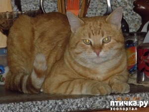 ����: � ������ � ˸�����.