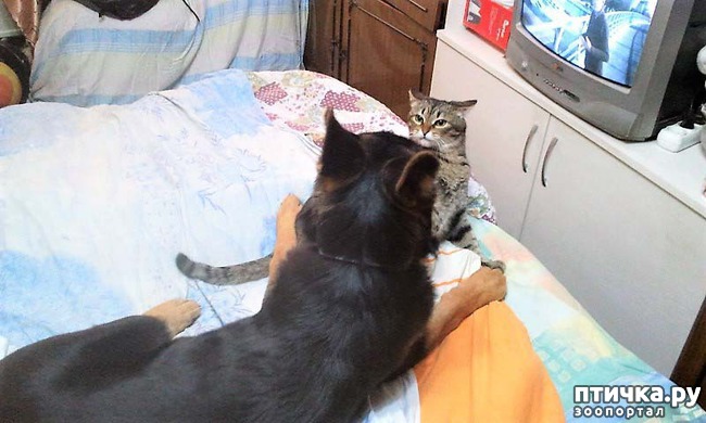 ���� 1: ��� ����� � �������� �����?