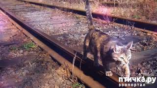 ���� 2: ��� ����� ������������ �����?